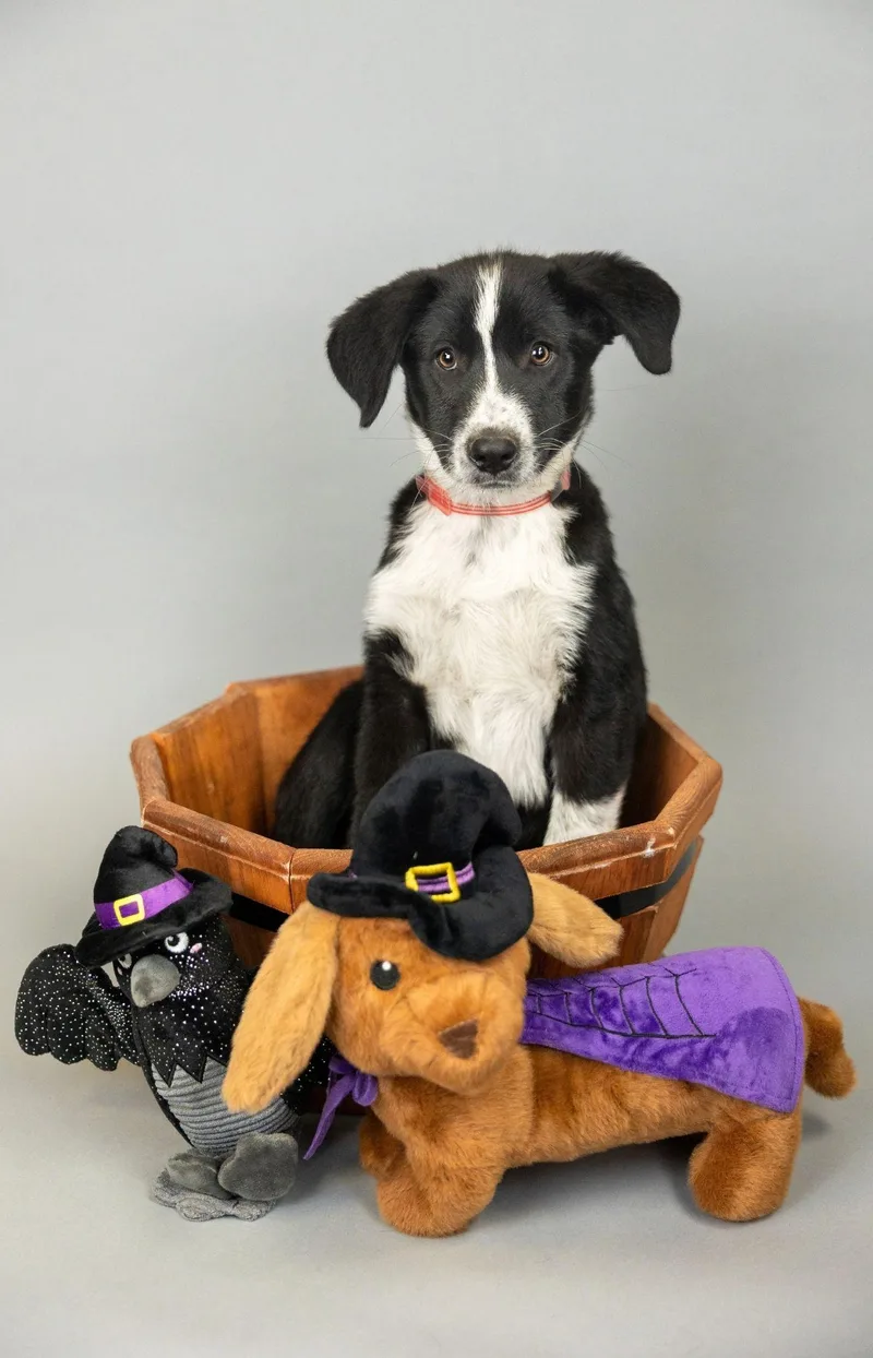A baby medium-sized male Border Collie dog named 863-26 for adoption in Brighton, CO