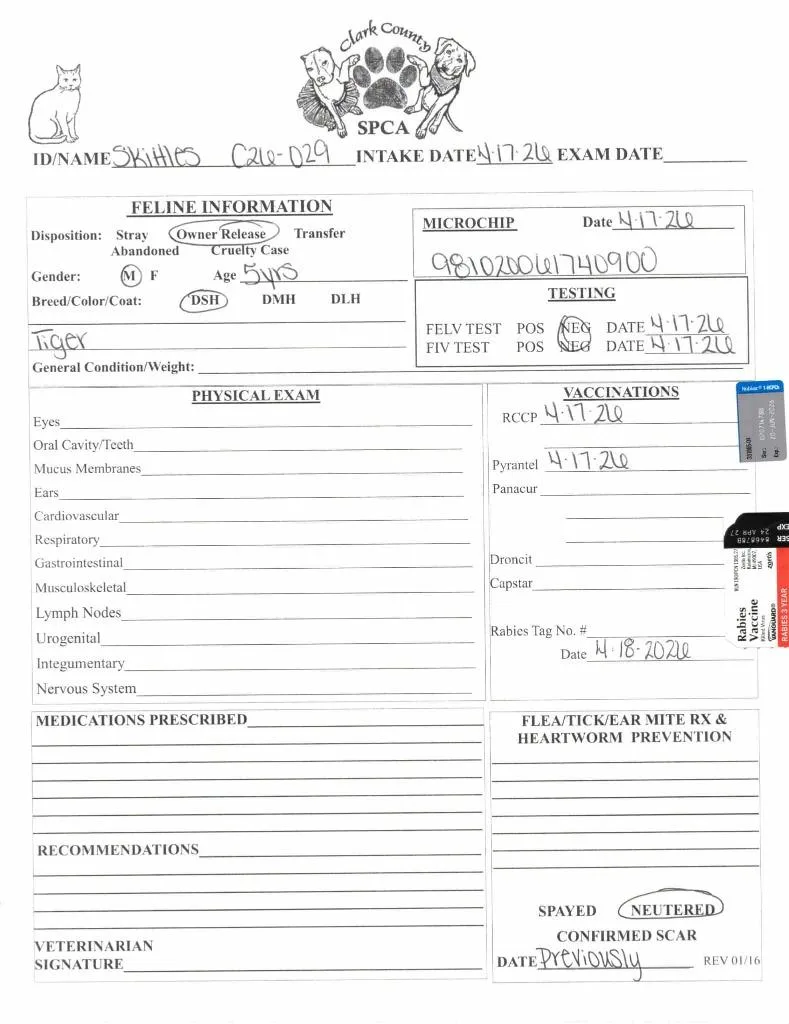 An adult large-sized male Domestic Short Hair cat named Skittles for adoption in Springfield, OH