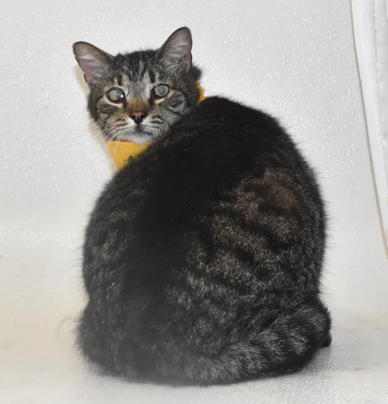 Skittles thumbnail 3