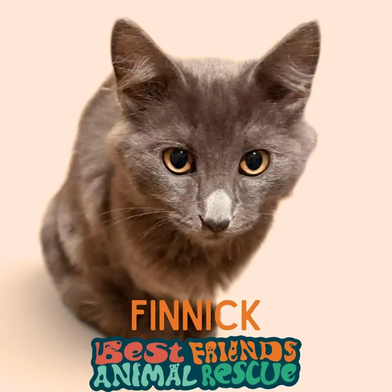 A baby small-sized female Domestic Medium Hair cat named Finnik for adoption in Wasilla, AK