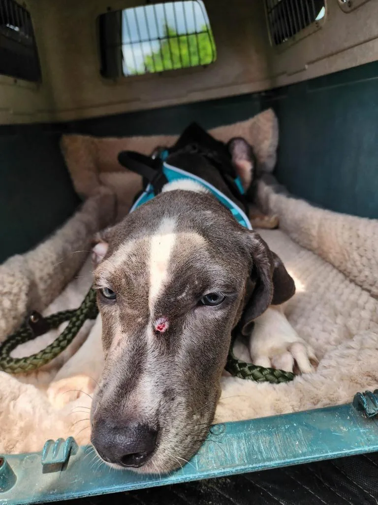 A baby medium-sized male Coonhound dog named Casey for adoption in Waynesville, GA