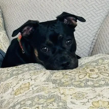 Eloise Chino Hills Location thumbnail 2