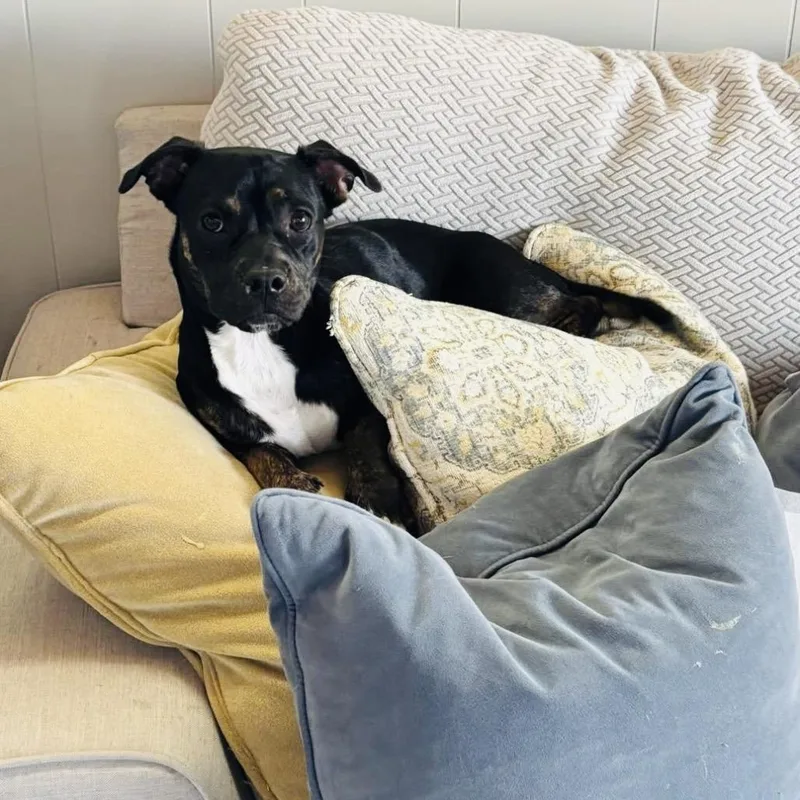 Eloise Chino Hills Location thumbnail 3