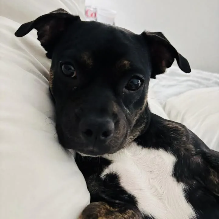 Eloise Chino Hills Location thumbnail 6