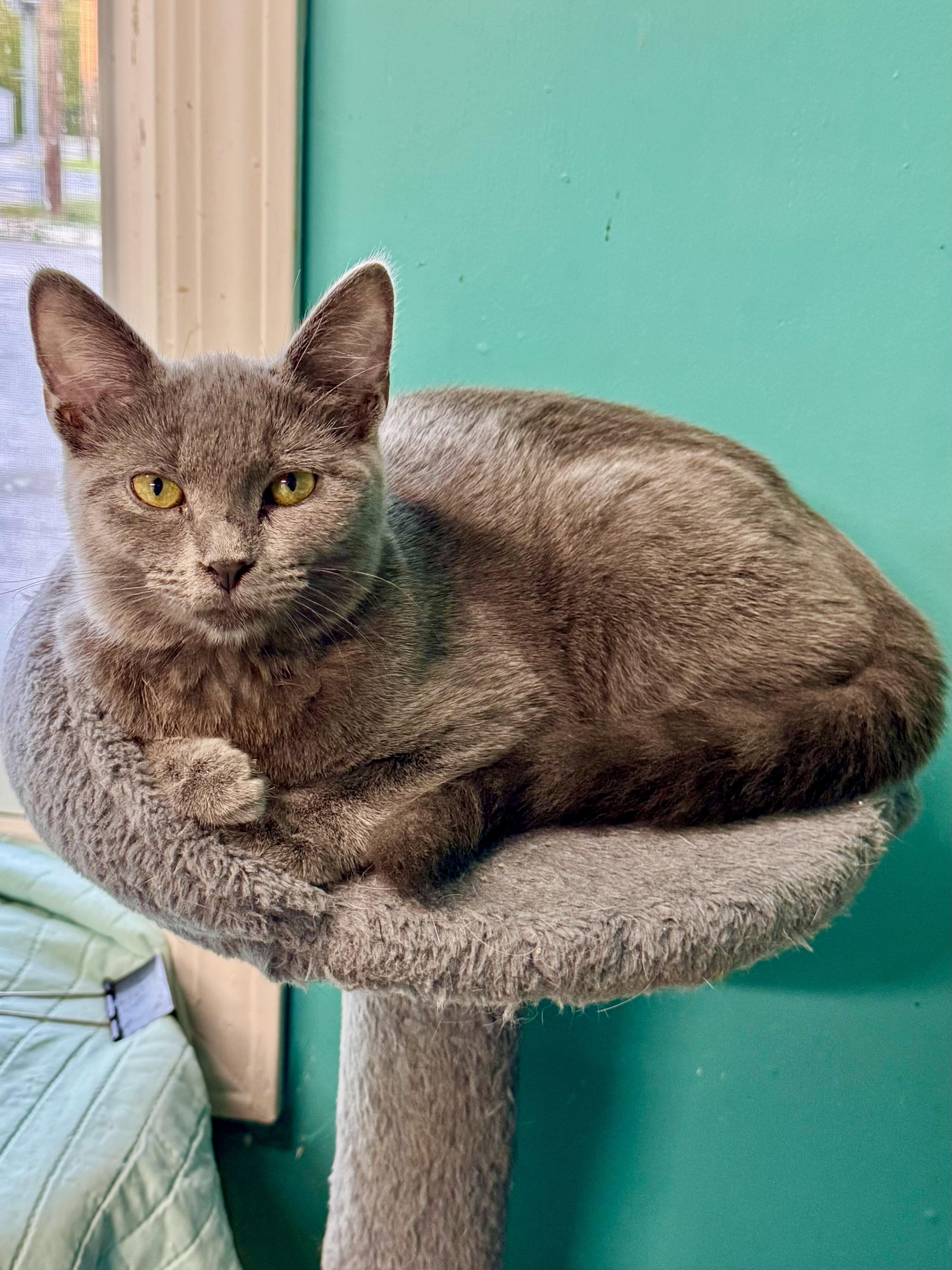 A baby medium-sized female Gray / Blue / Silver Domestic Short Hair cat named Megan for adoption in Scottsburg, IN