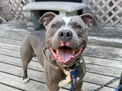 An adult large-sized male Gray / Blue / Silver Mixed Breed dog named Boromir for adoption in Georgetown, TX
