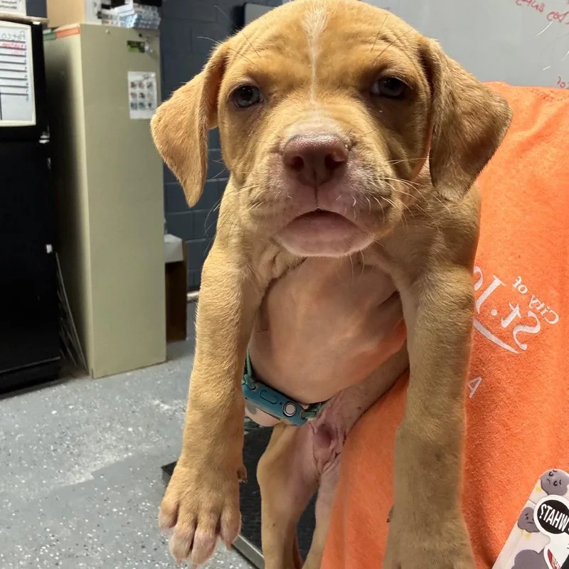A baby small-sized male Red / Chestnut / Orange Mixed Breed dog named Bryce for adoption in St Joseph, MO