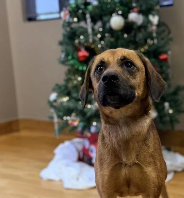 An adult large-sized male Shepherd dog named Kash for adoption in Canton, GA