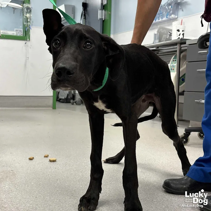 A baby large-sized male Labrador Retriever dog named Sir Lancelot for adoption in Washington, DC
