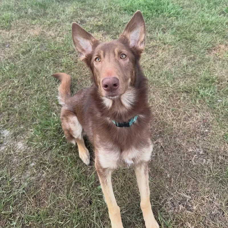 A young large-sized female German Shepherd Dog dog named Jolene for adoption in Parrish, FL