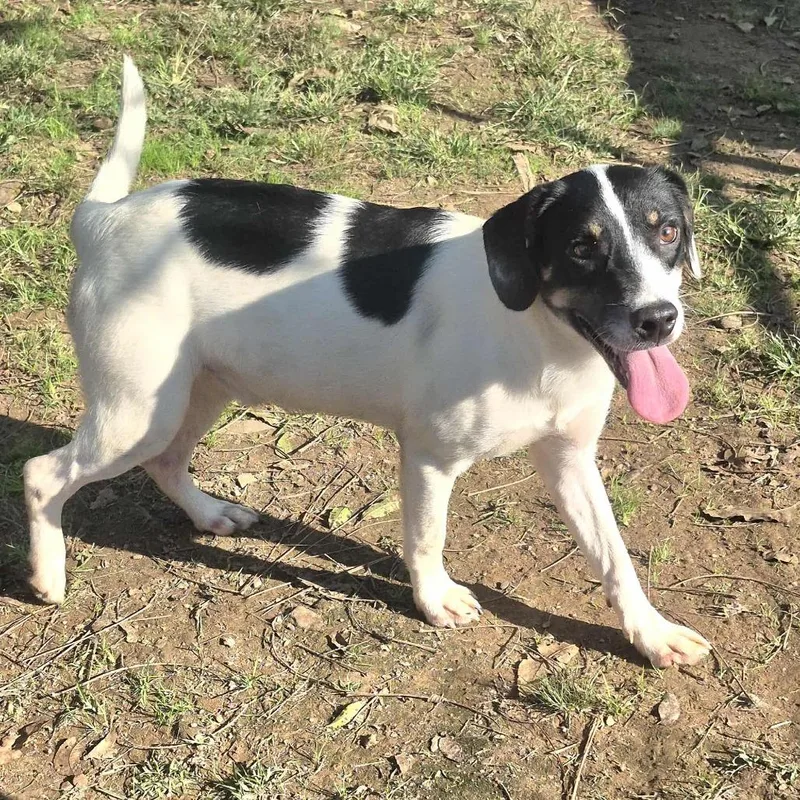 A young medium-sized male White / Cream Mixed Breed dog named Rushing for adoption in Dover, AR