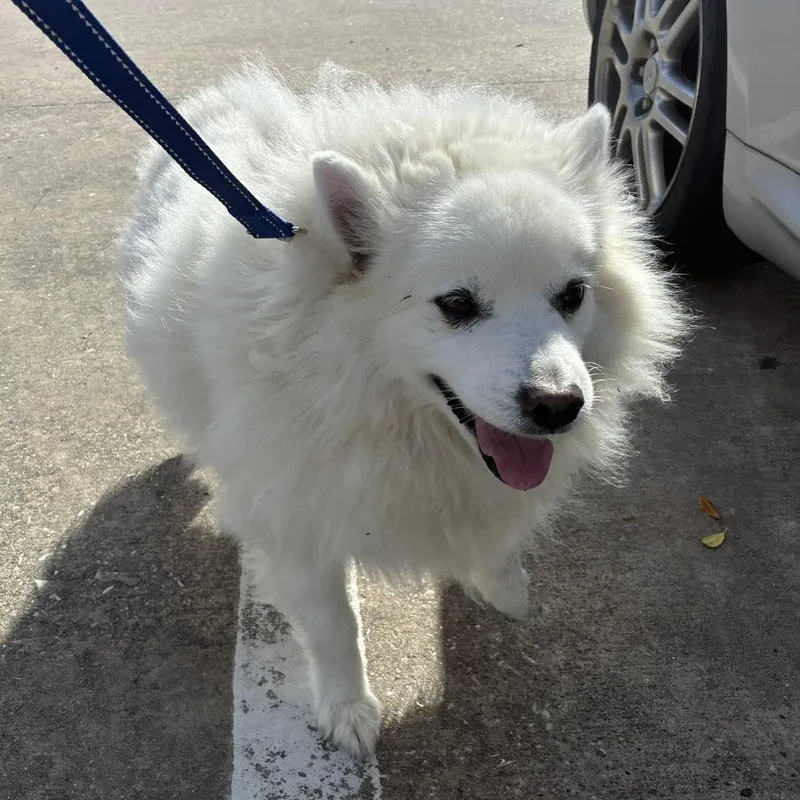 A senior medium-sized male White / Cream American Eskimo Dog dog named Angelo for adoption in Houston, TX