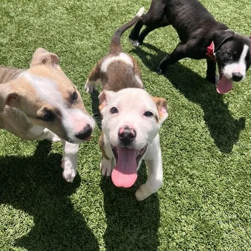 A baby small-sized male Sable Pit Bull Terrier dog named Dos XX for adoption in Matteson, IL