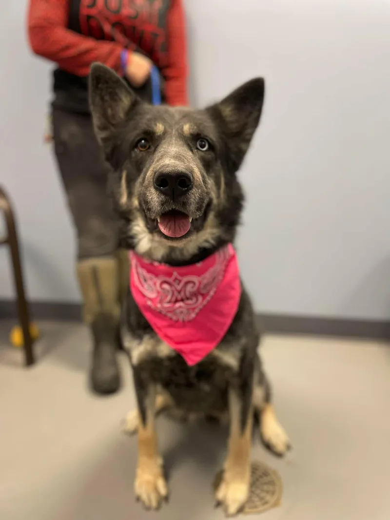 An adult large-sized female Tricolor (Brown, Black, & White) Shepherd dog named Amirah for adoption in Zanesville, OH