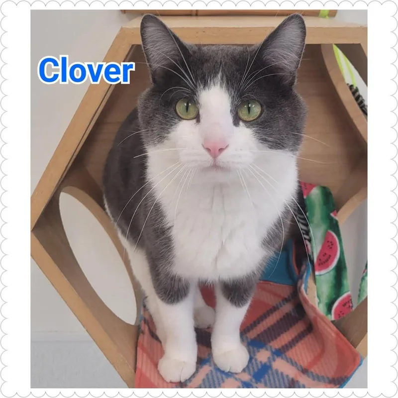 Clover