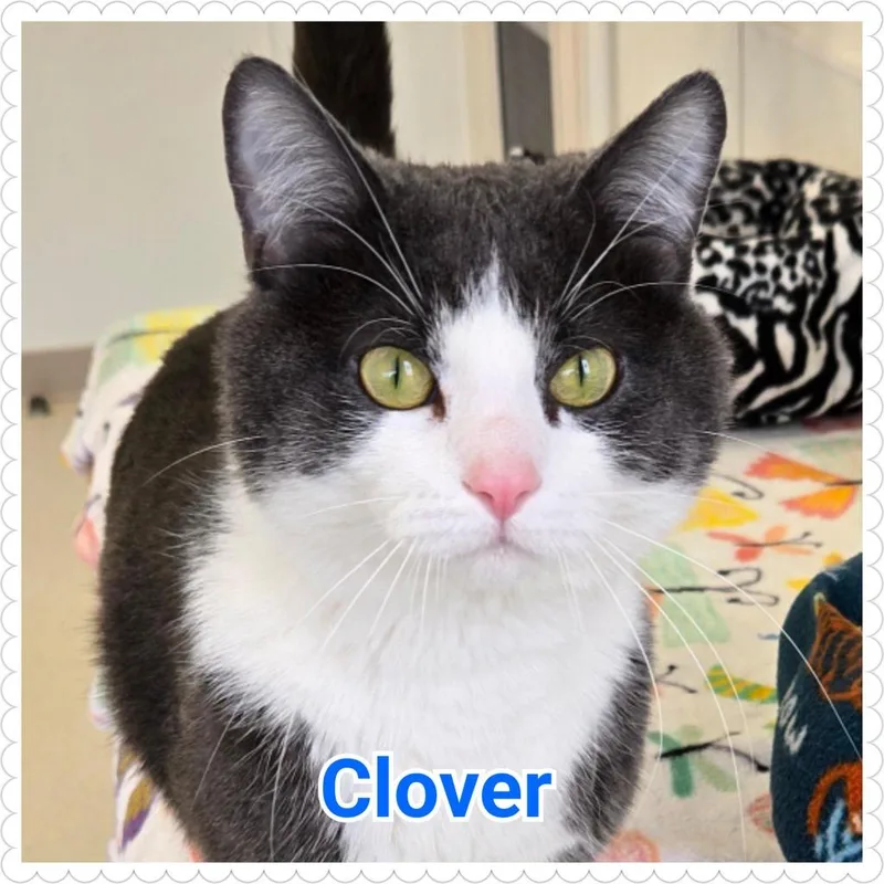 Clover thumbnail 2