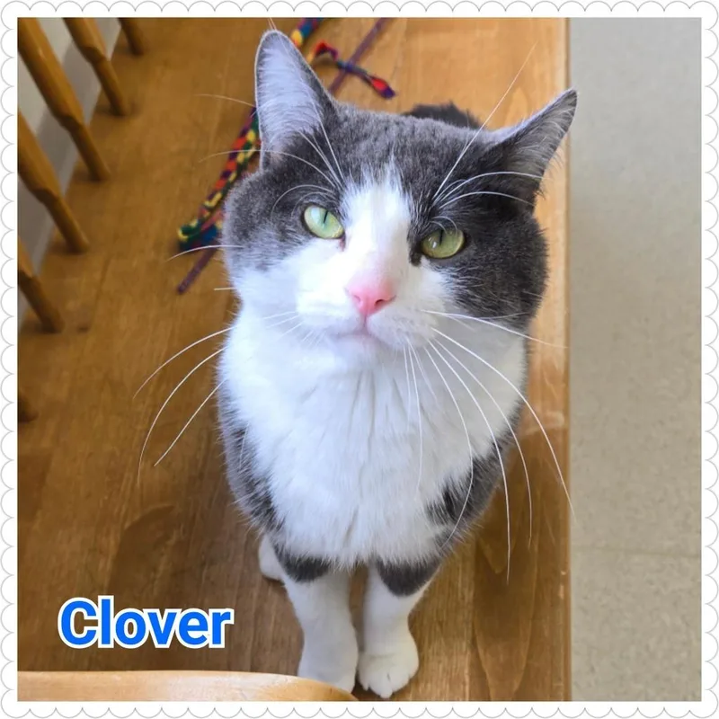 Clover thumbnail 3