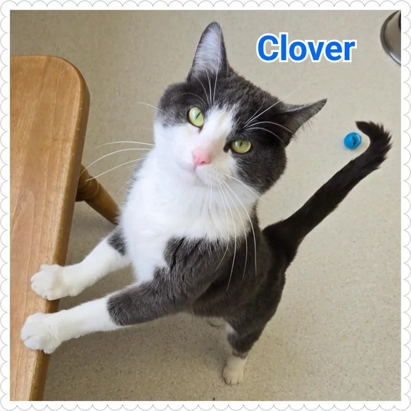 Clover thumbnail 4