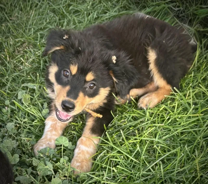 A baby medium-sized female Black Border Collie dog named Cricket for adoption in Chinle, AZ