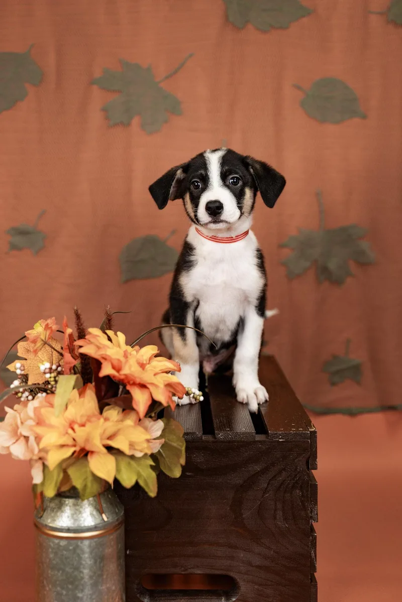A baby medium-sized male Shepherd dog named 853-26 for adoption in Brighton, CO