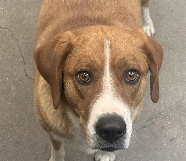 An adult large-sized female Foxhound dog named Sadie for adoption in Tucson, AZ