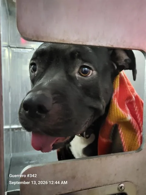 An adult large-sized male American Staffordshire Terrier dog named Meetball for adoption in San Antonio, TX