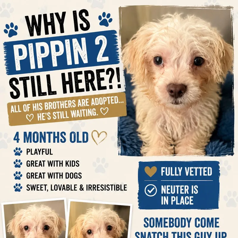 Pippin thumbnail 3