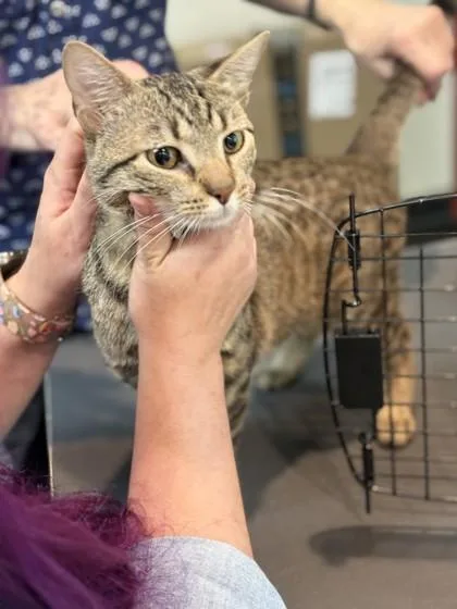 A young medium-sized male Domestic Short Hair cat named Teddie for adoption in Memphis, TN