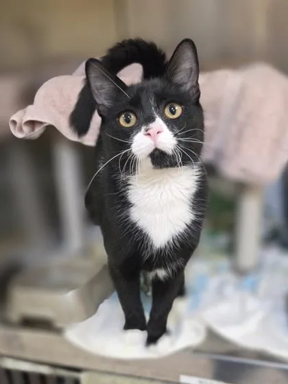 A baby medium-sized male Domestic Short Hair cat named Mister for adoption in Westland, MI