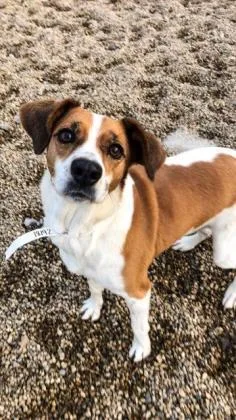 An adult medium-sized female Mixed Breed dog named Miley for adoption in Munster, IN