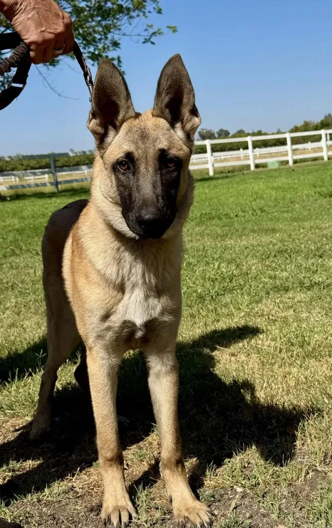 A young medium-sized female Belgian Shepherd / Malinois dog named Winnie and Winston for adoption in Davis, CA