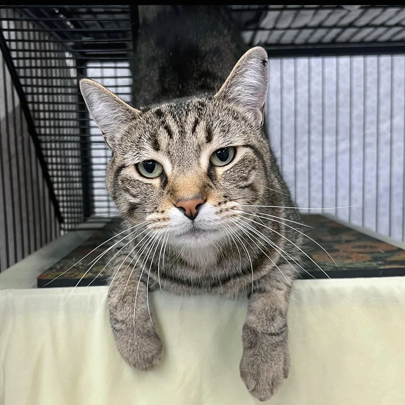 Bartholomew