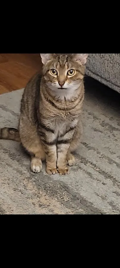 A senior medium-sized female Domestic Short Hair cat named Ariel for adoption in Bloomington, IN