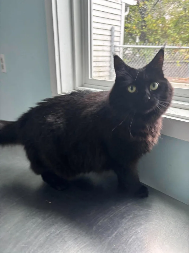 An adult large-sized female Domestic Long Hair cat named Onyx for adoption in Fall River, MA