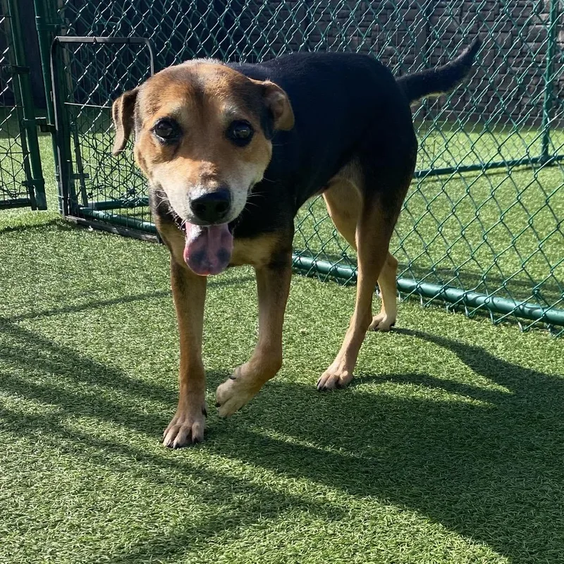 A young medium-sized female Black Mixed Breed dog named America for adoption in LOXAHATCHEE, FL