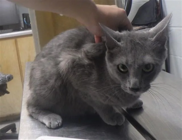 A young medium-sized female Domestic Short Hair cat named Wisteria for adoption in Augusta, GA