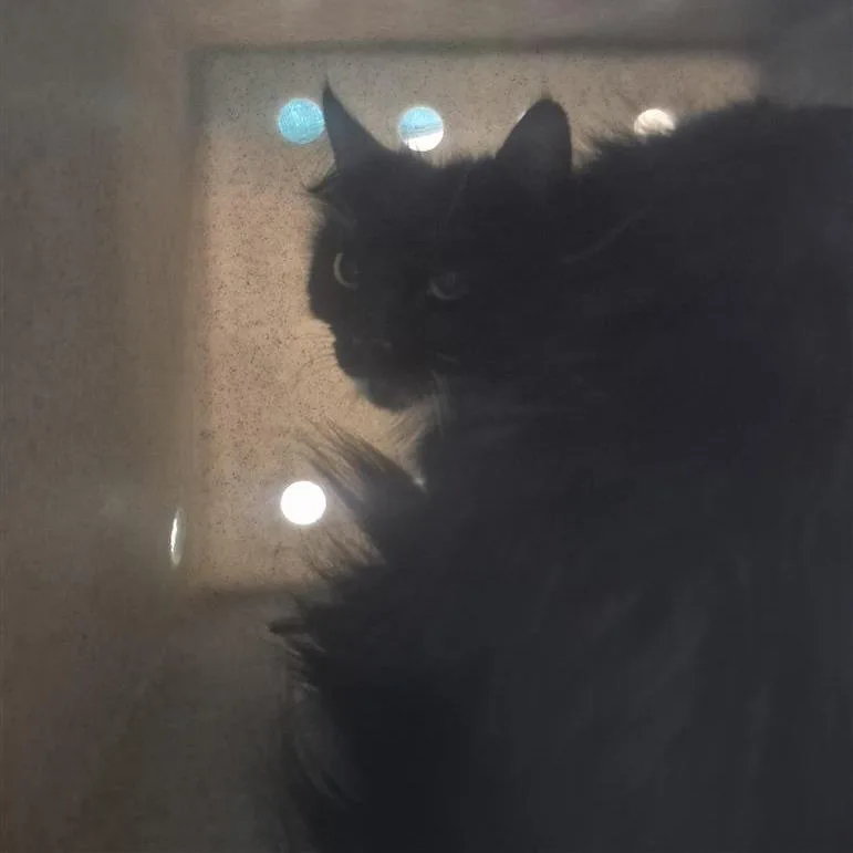 An adult medium-sized female Black Domestic Long Hair cat named Working Cat Matcha for adoption in Tacoma, WA