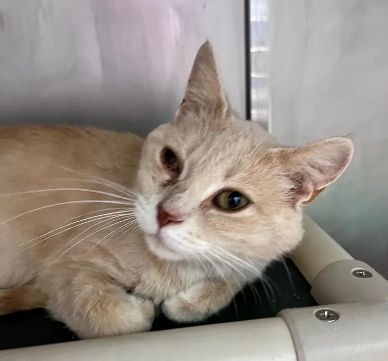 An adult medium-sized female Domestic Short Hair cat named Mao Mao for adoption in Cincinnati, OH
