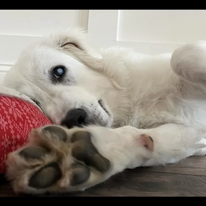 A young large-sized male Great Pyrenees dog named August for adoption in Huntsville, AL