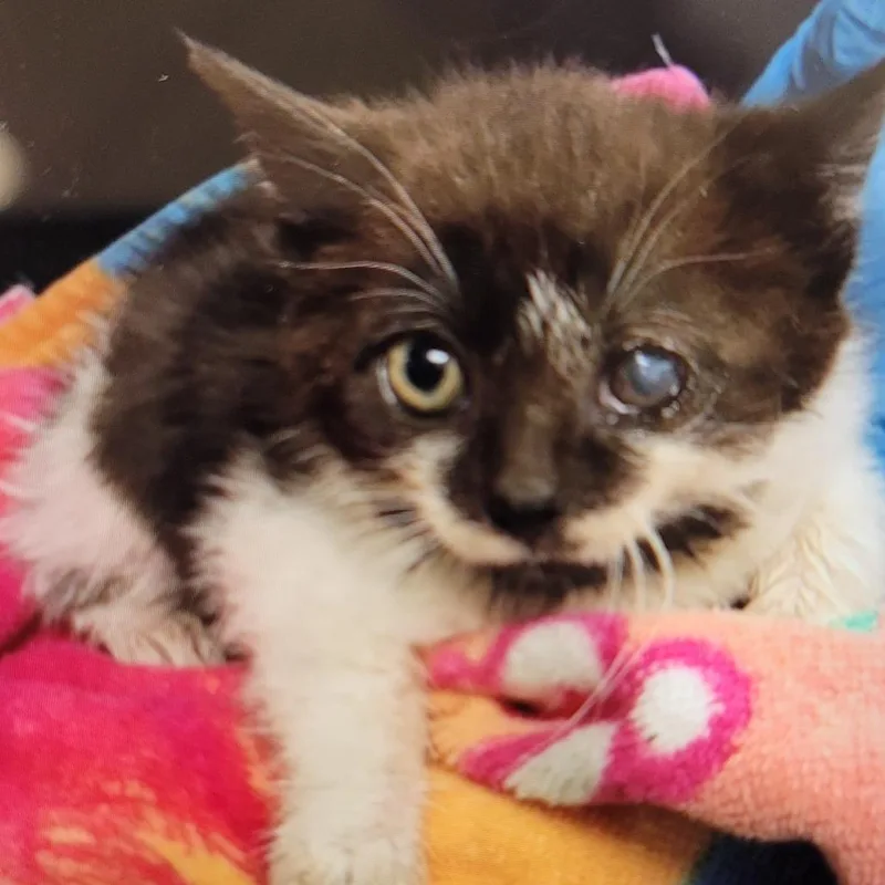 A baby medium-sized male Black Domestic Short Hair cat named Chicken Little for adoption in Newark, NJ