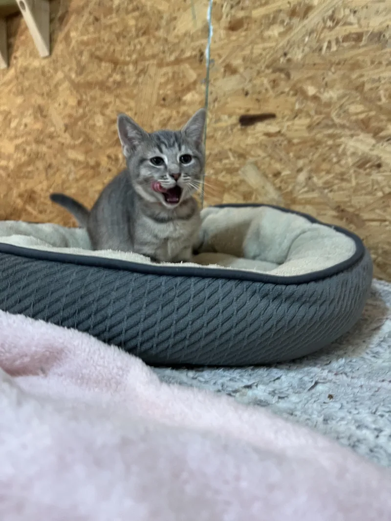 A baby small-sized female Domestic Short Hair cat named Count Chocula for adoption in Sneads Ferry, NC