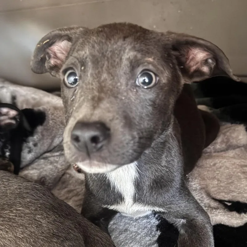 A baby small-sized female Brown / Chocolate Mixed Breed dog named Serena for adoption in Lake Jackson, TX