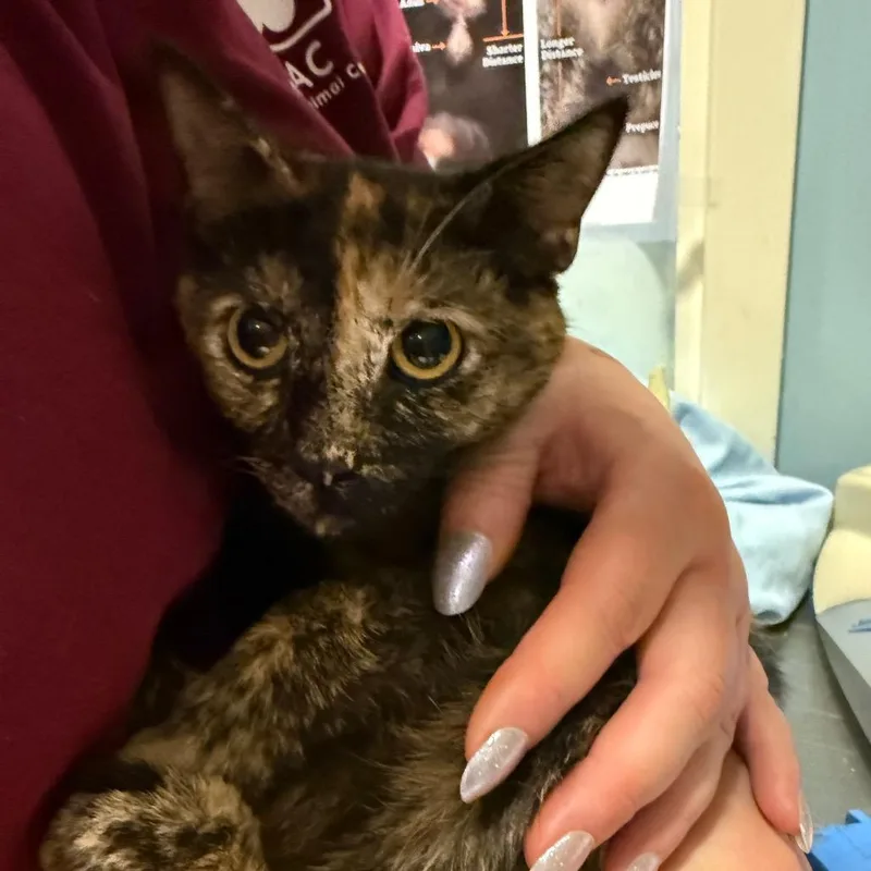 A young small-sized female Black Domestic Short Hair cat named Sassy Pants for adoption in Chattanooga, TN