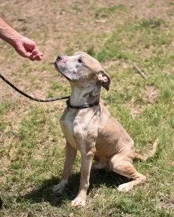 An adult large-sized male Pit Bull Terrier dog named DQ  Ralphie for adoption in Glen Allen, VA