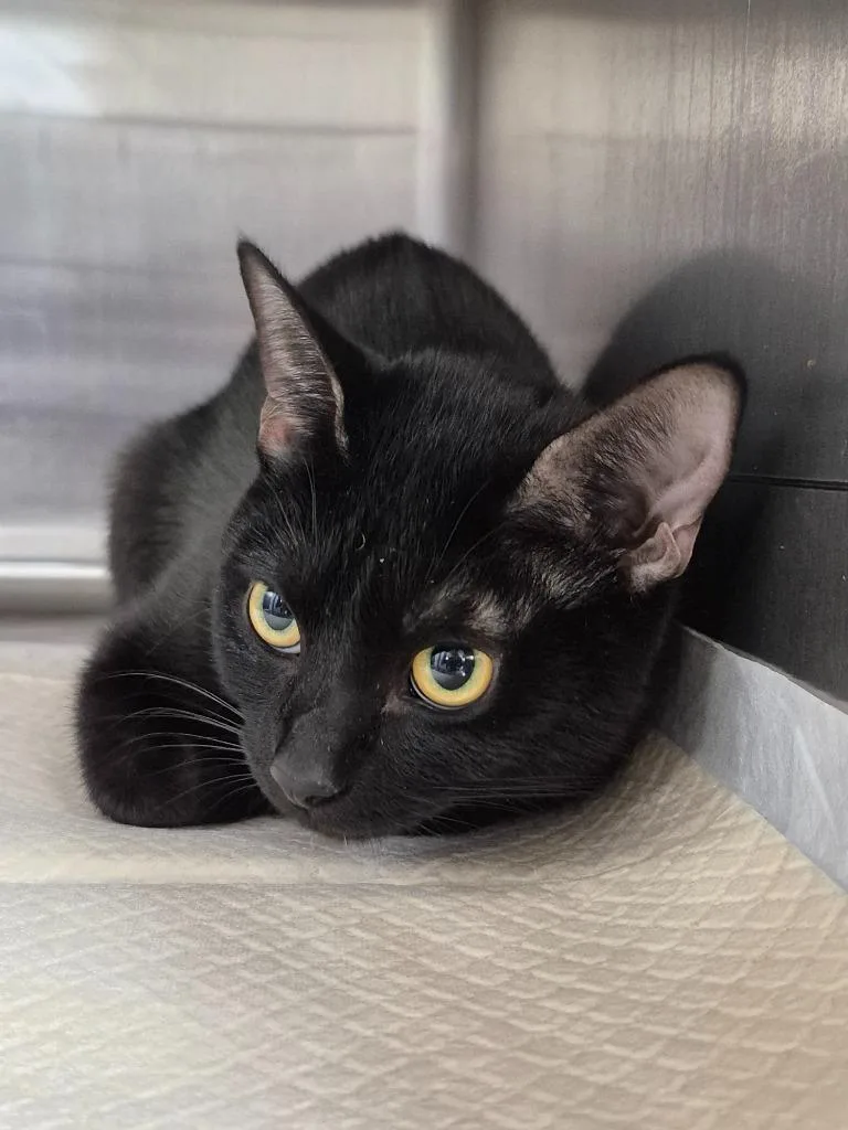 A young medium-sized female Domestic Short Hair cat named Nova for adoption in Cincinnati, OH