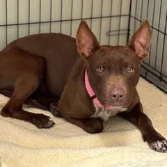 A young medium-sized female Brown / Chocolate American Staffordshire Terrier dog named Amanda for adoption in Green Valley, AZ