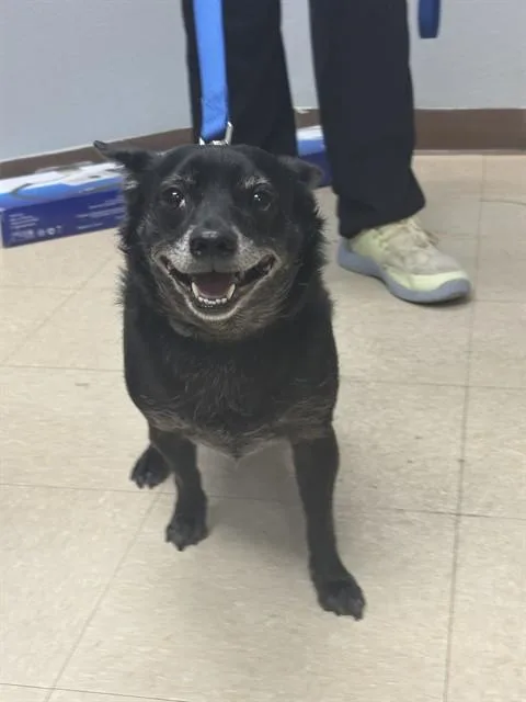 An adult small-sized male Chihuahua dog named Kenobi for adoption in Killeen, TX