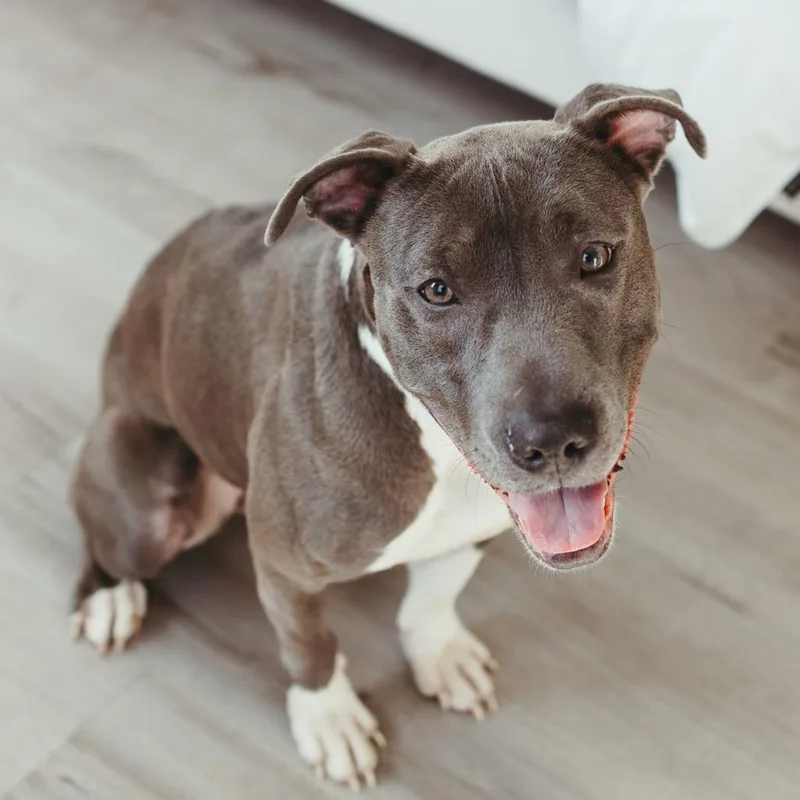 A young medium-sized female Gray / Blue / Silver Pit Bull Terrier dog named Layla for adoption in Peachtree City, GA