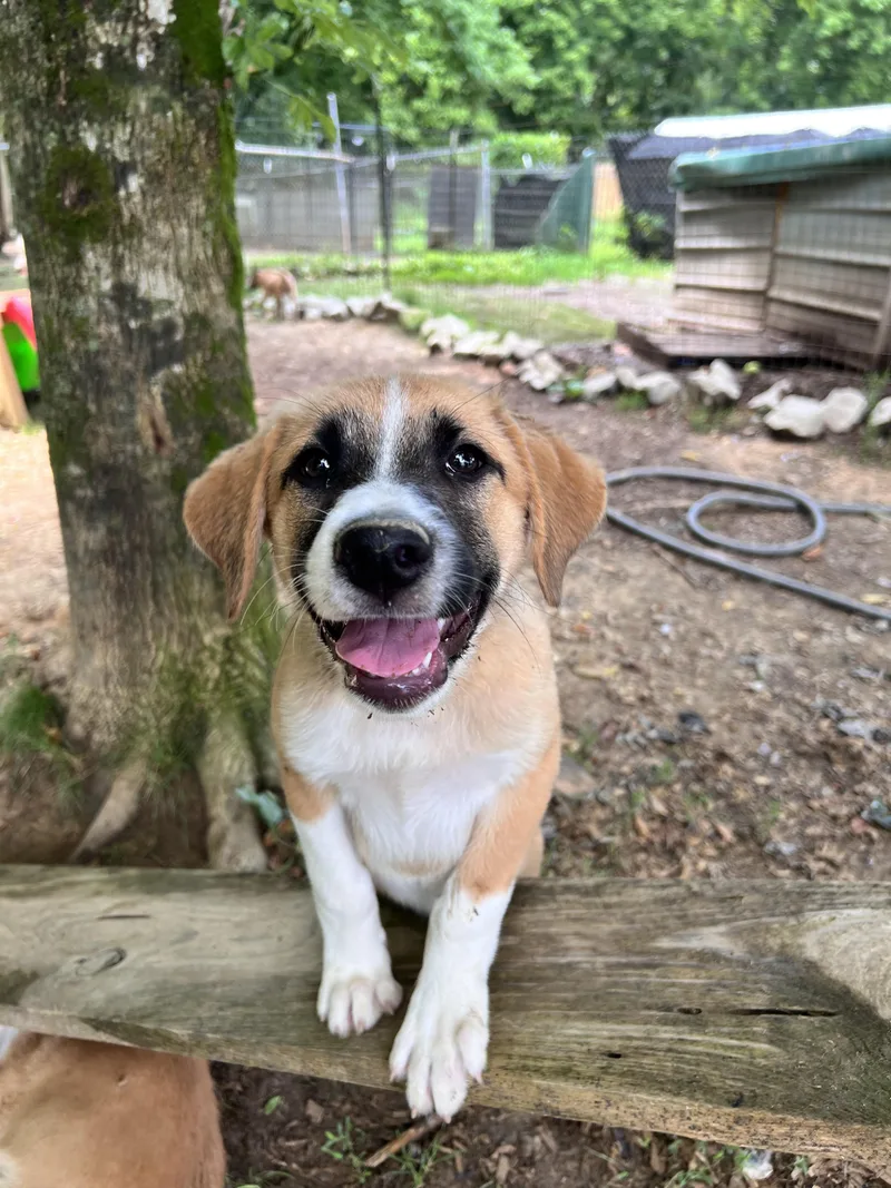 A baby large-sized female Great Pyrenees dog named Apricot for adoption in Tracy City , TN