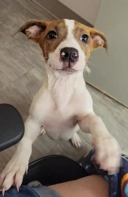 A baby medium-sized male Terrier dog named Tyler for adoption in Elmira, NY